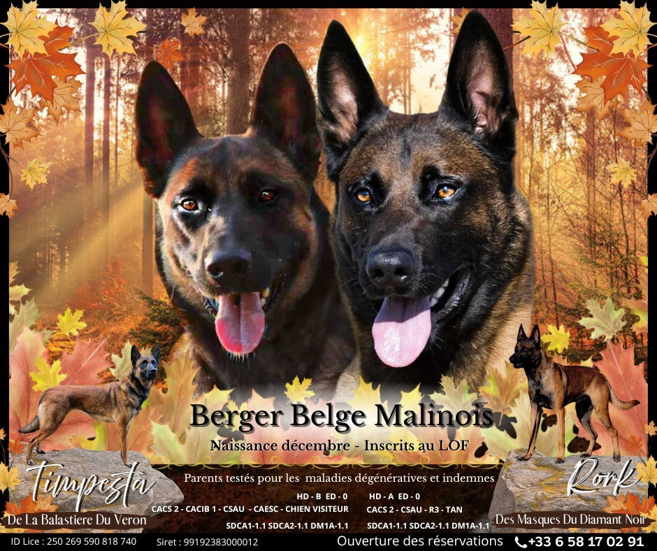 Portée Rork/Timpesta