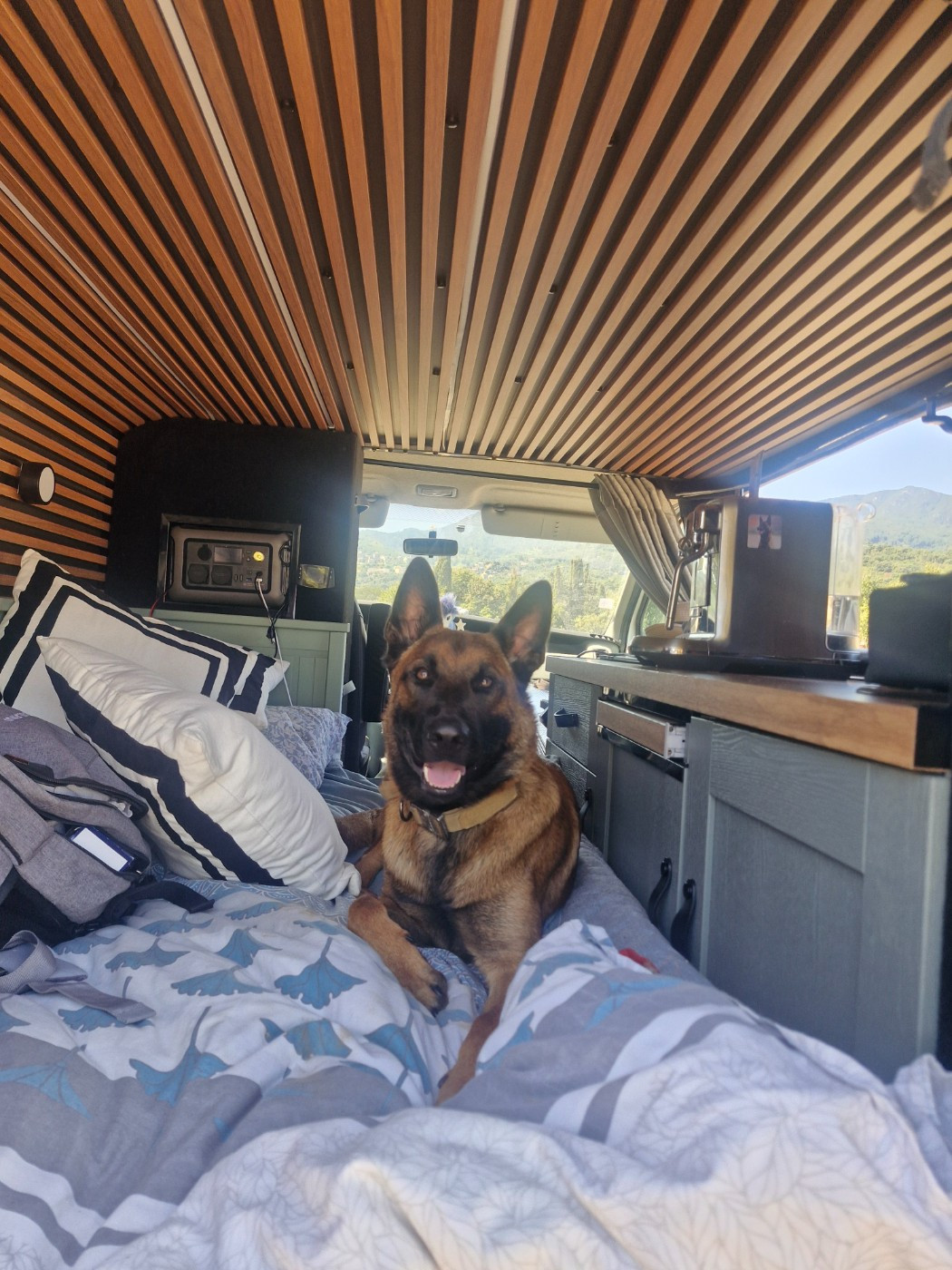 Évolution chiots timp' rork