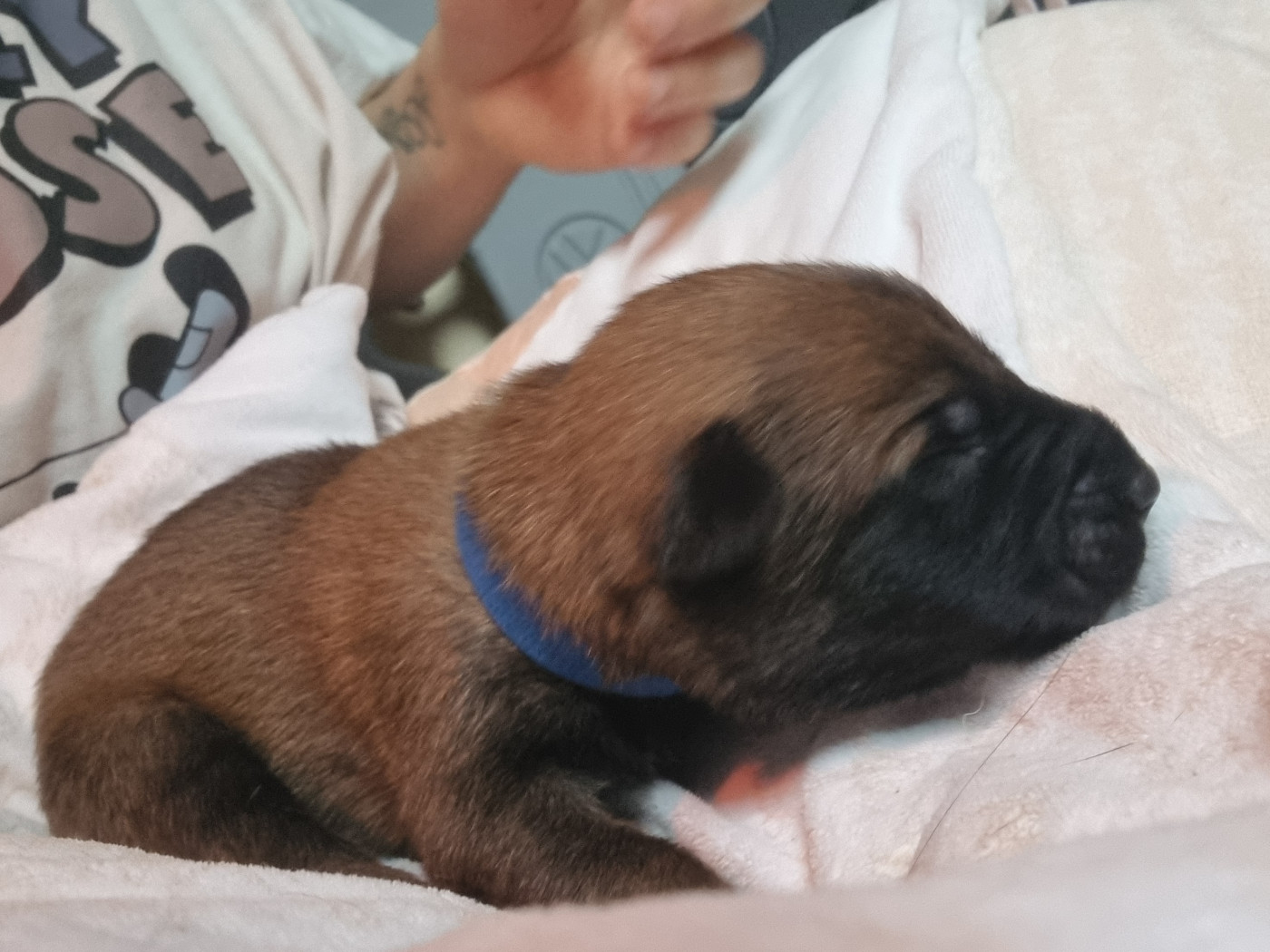 Des Crocs De Valloni - Chiots disponibles - Berger Belge