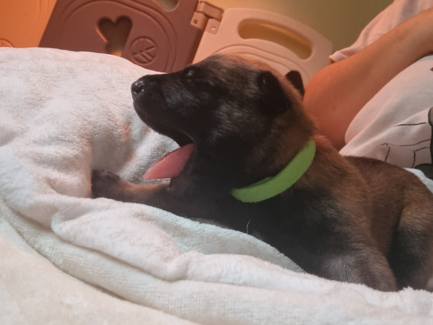 Des Crocs De Valloni - Chiots disponibles - Berger Belge