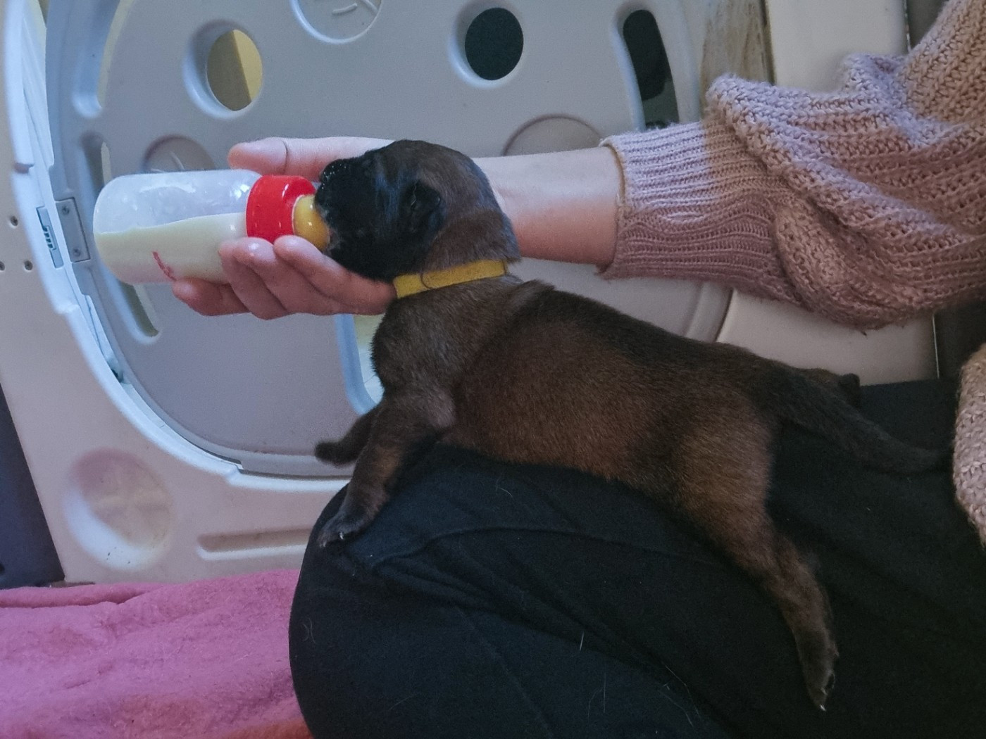 Des Crocs De Valloni - Chiots disponibles - Berger Belge