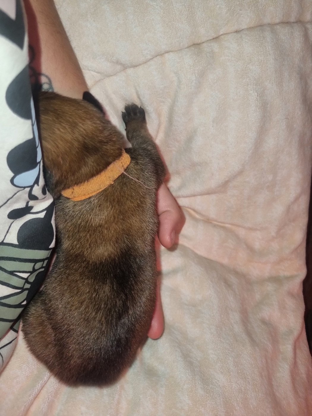 Des Crocs De Valloni - Chiots disponibles - Berger Belge