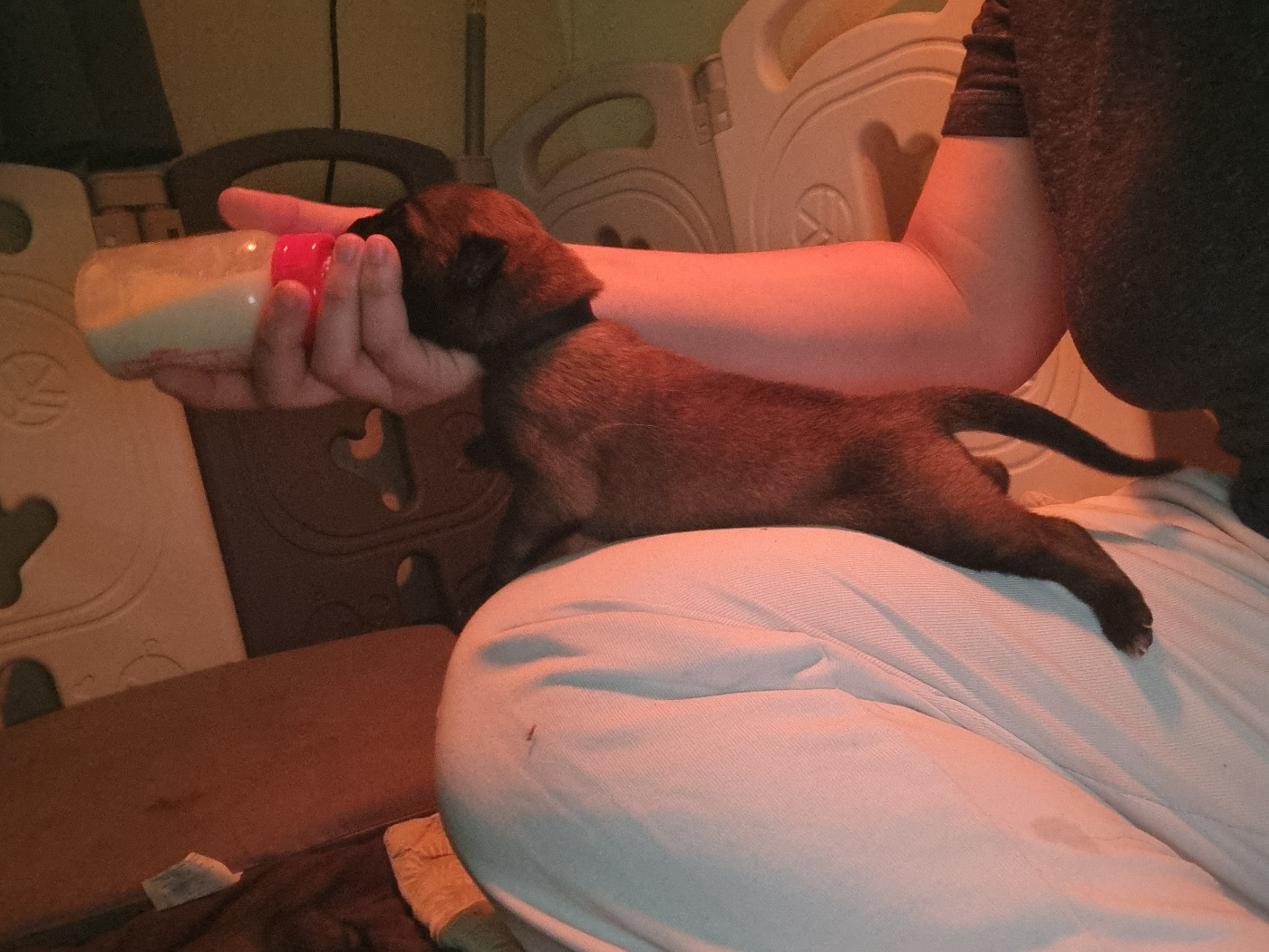 Des Crocs De Valloni - Chiots disponibles - Berger Belge