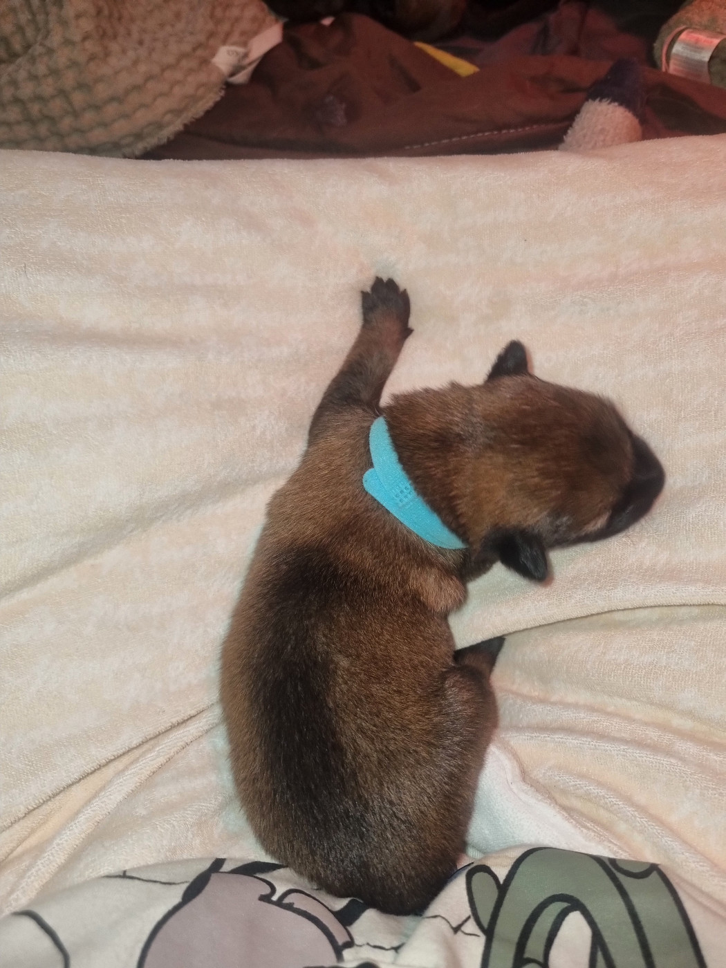 Des Crocs De Valloni - Chiots disponibles - Berger Belge