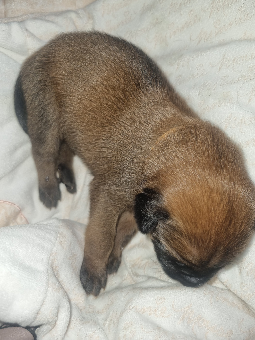 Des Crocs De Valloni - Chiots disponibles - Berger Belge