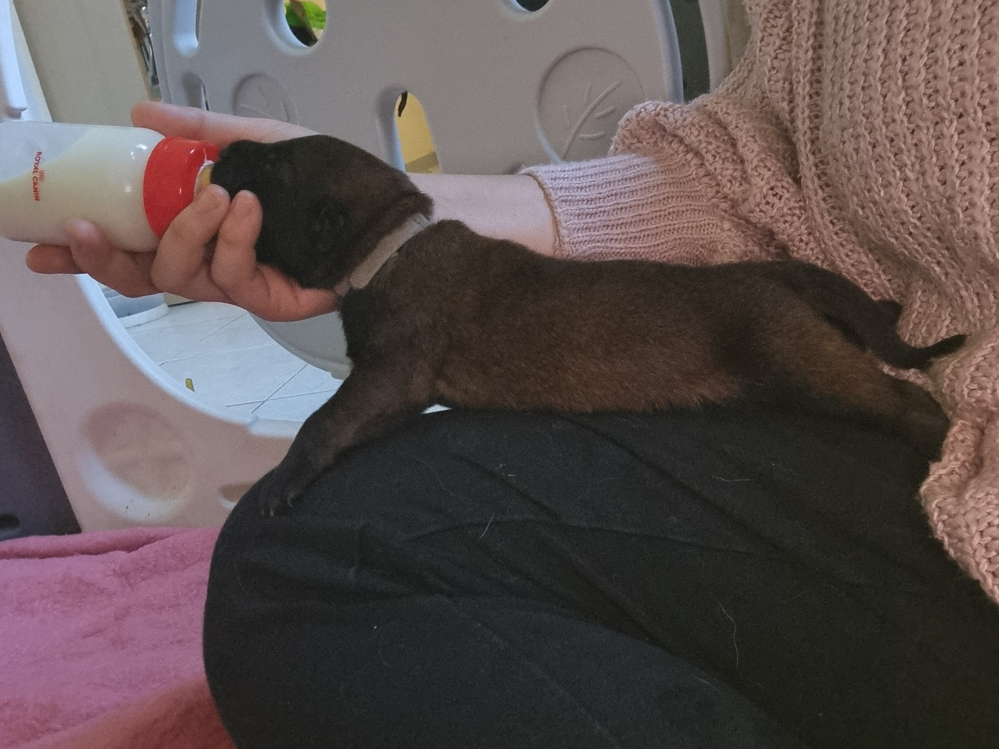 Des Crocs De Valloni - Chiots disponibles - Berger Belge