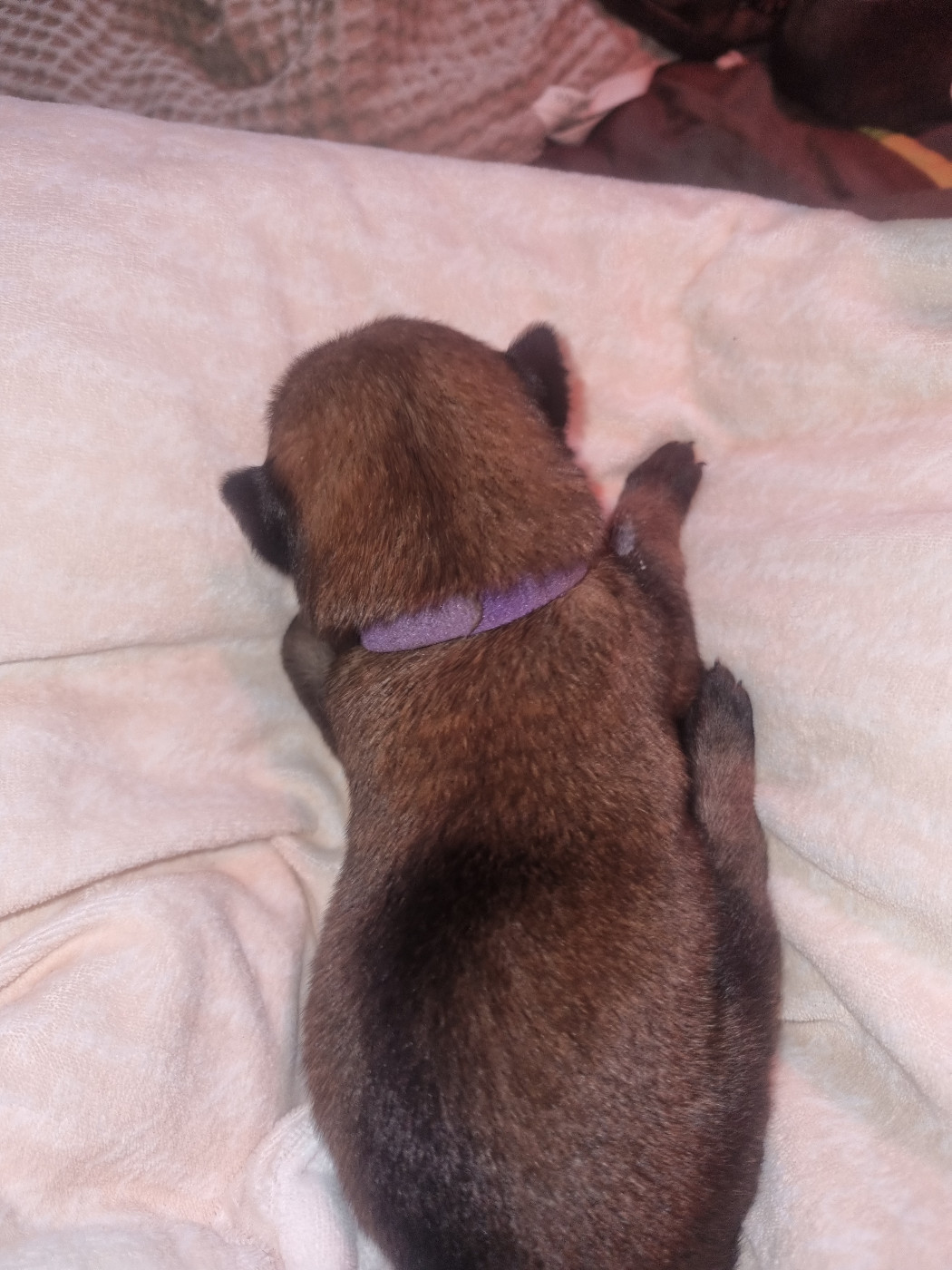 Des Crocs De Valloni - Chiots disponibles - Berger Belge