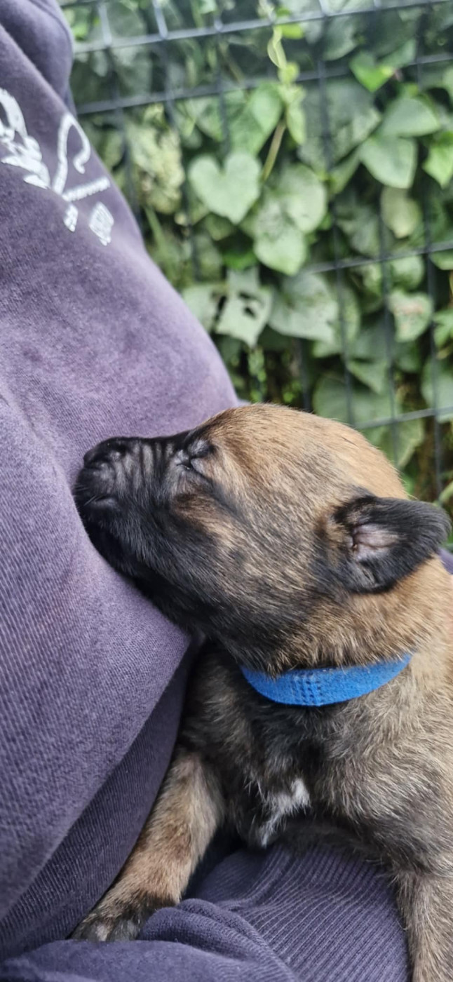 Des Crocs De Valloni - Chiots disponibles - Berger Belge