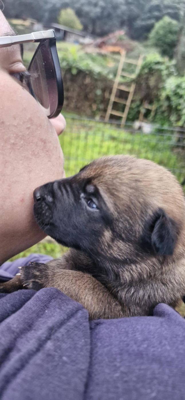 Des Crocs De Valloni - Chiots disponibles - Berger Belge