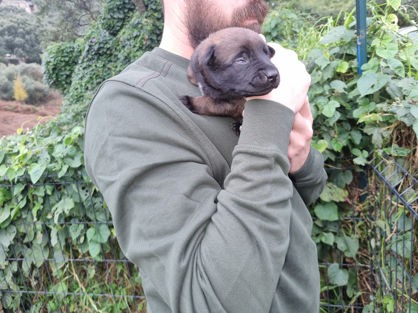 Des Crocs De Valloni - Chiots disponibles - Berger Belge